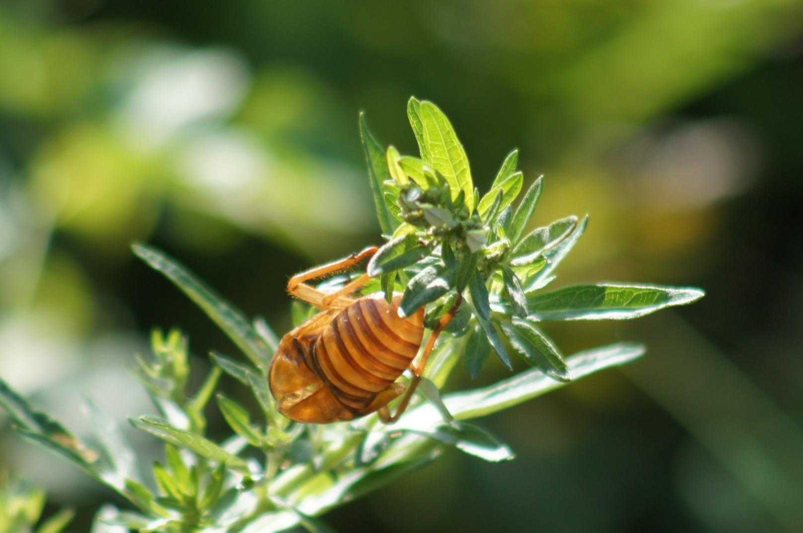 セミの脱け殻😲
木の幹以外にもあるんですね😲