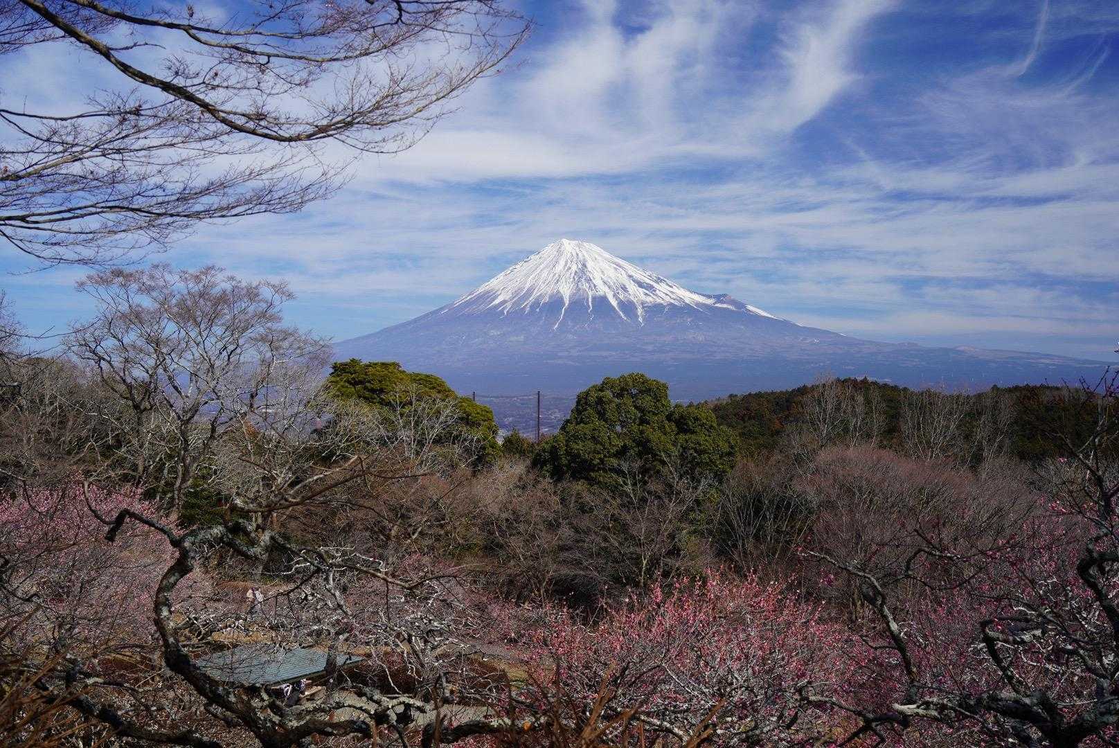 見頃は素晴らしそうだな😌