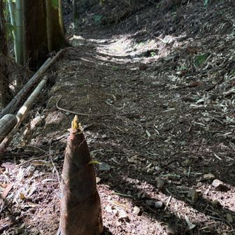 登山道にたけのこが！