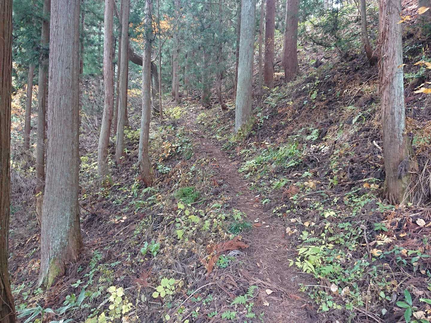 観音山 往復コースの写真