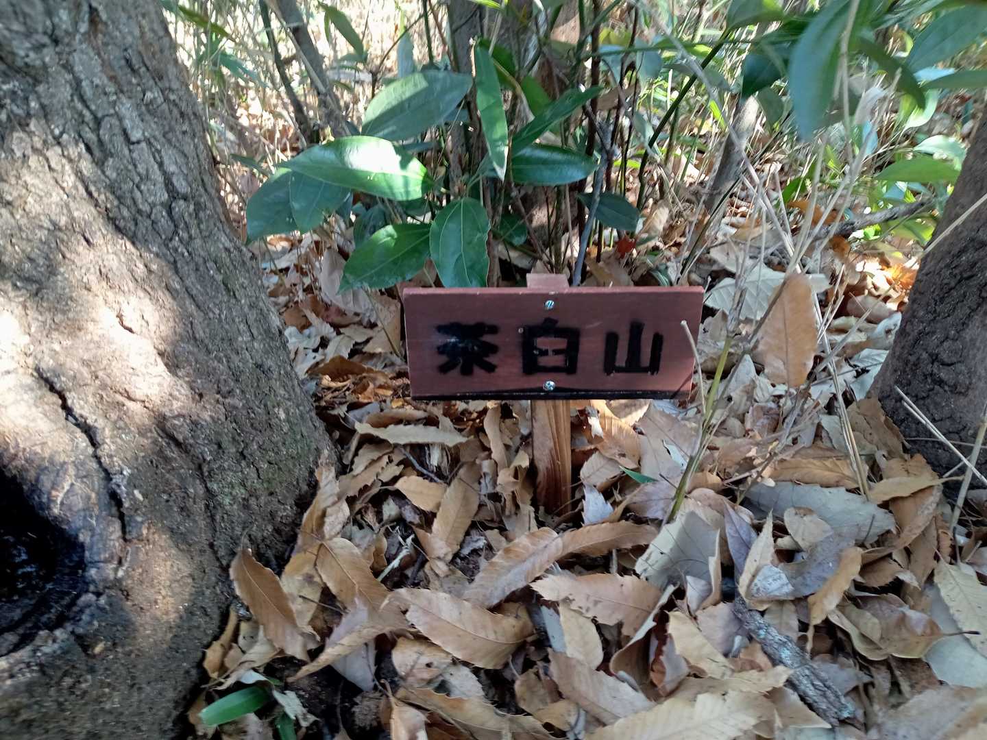 稚拙な山頂標識ですが立てました