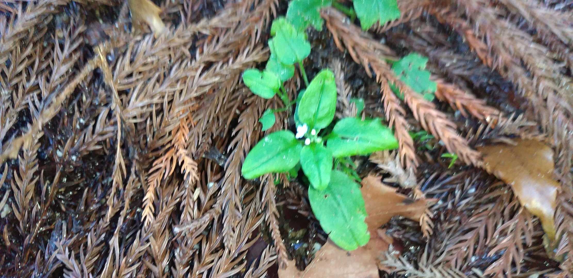 ミズタビラコ