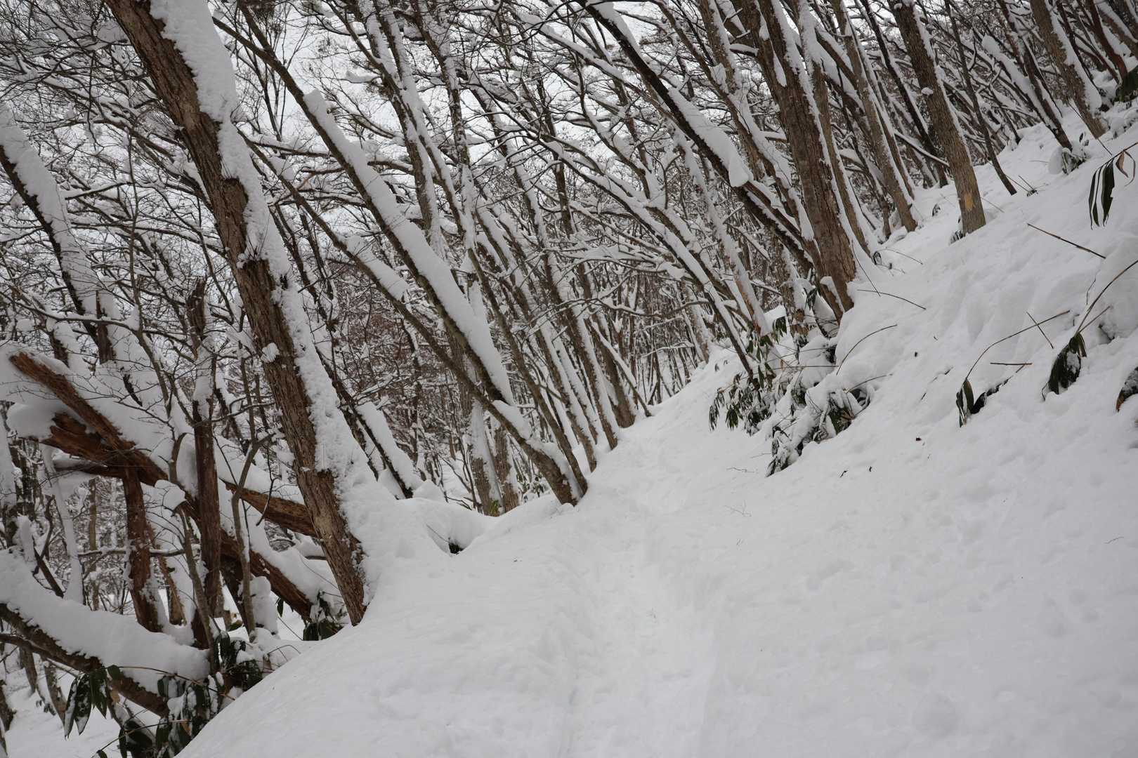 ずーっとつづら折りでじわじわ標高アップ