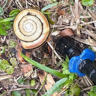 でっかい、でんでん虫発見(☆∀☆)シナモンロールパンみたいだね