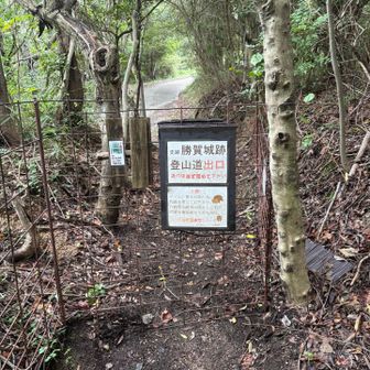 こっちの道は歩きやすい