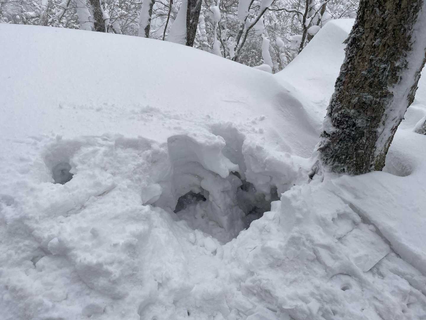 1mはあるのかな
木の近くは危険です⚠️