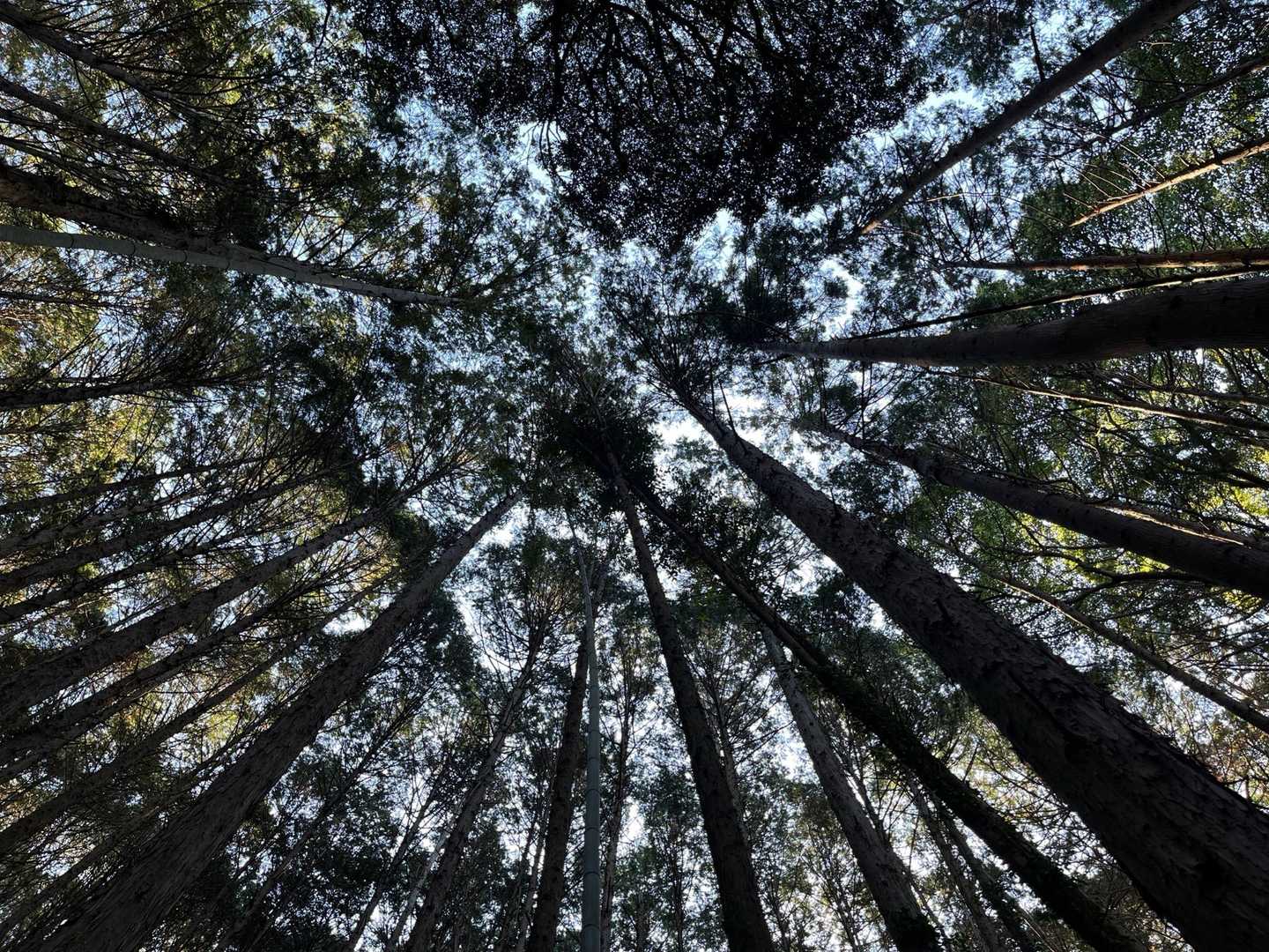 美林です🌲でも花粉の季節到来💦