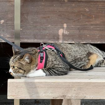 副住職のゆずちゃん😍

だったと思う…