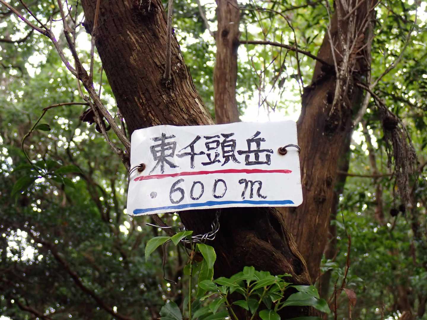 「東千頭岳」600m

展望はありません😅