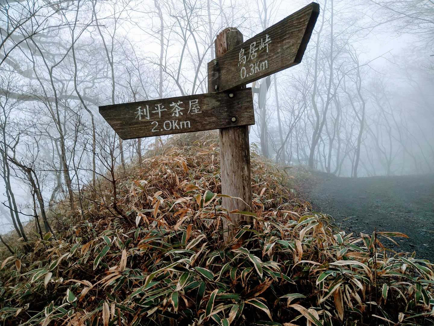 今日は 霧雨まじりで肌寒くなってきましたので ここの分岐から下山しました😅