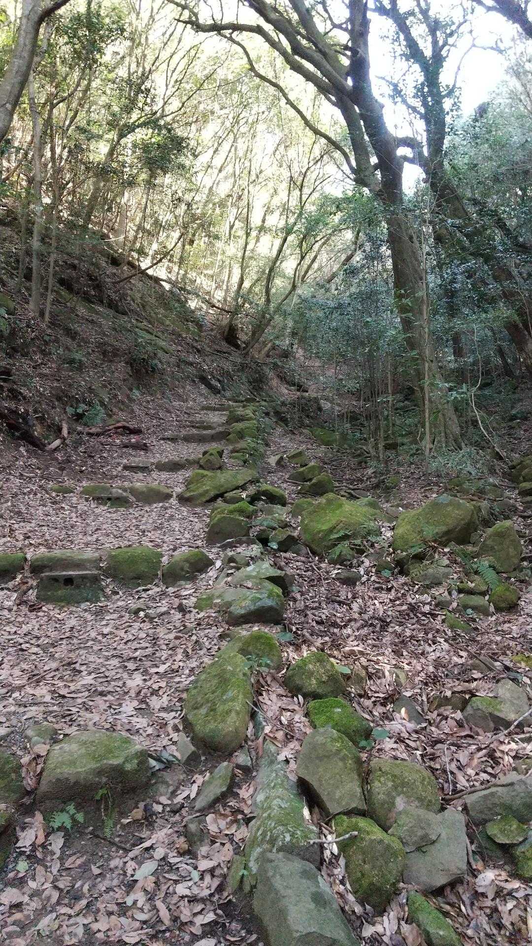 苔むす登山道からスタート🥾