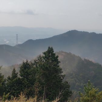 アチコチから狼煙のように花粉が巻き上がってる🙀
風が黄色🤧