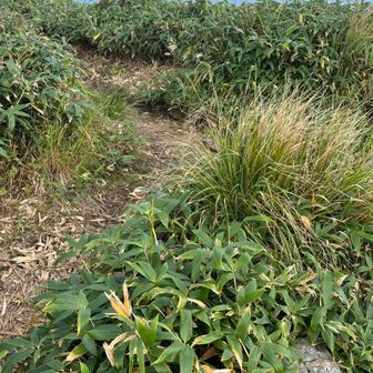 牛ヶ岳
標識なし😅あれ？
YAMAPの地図で確認し下山開始✊