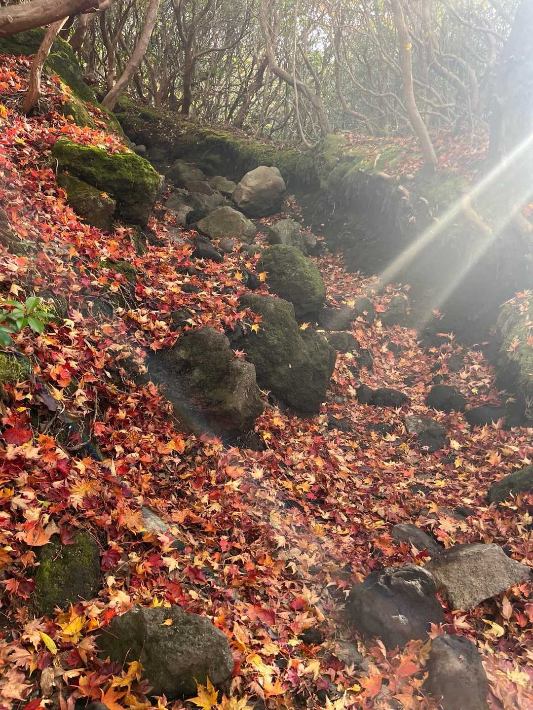 大船山二号目あたり、🍁絨毯