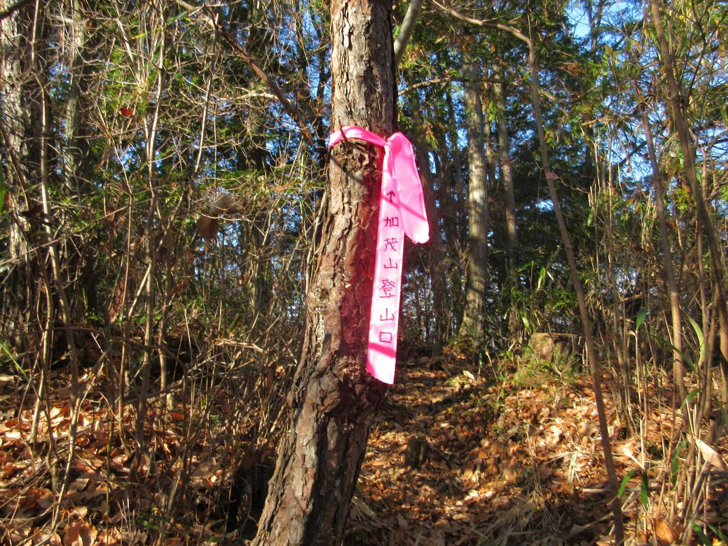 このテープの方に登ります
