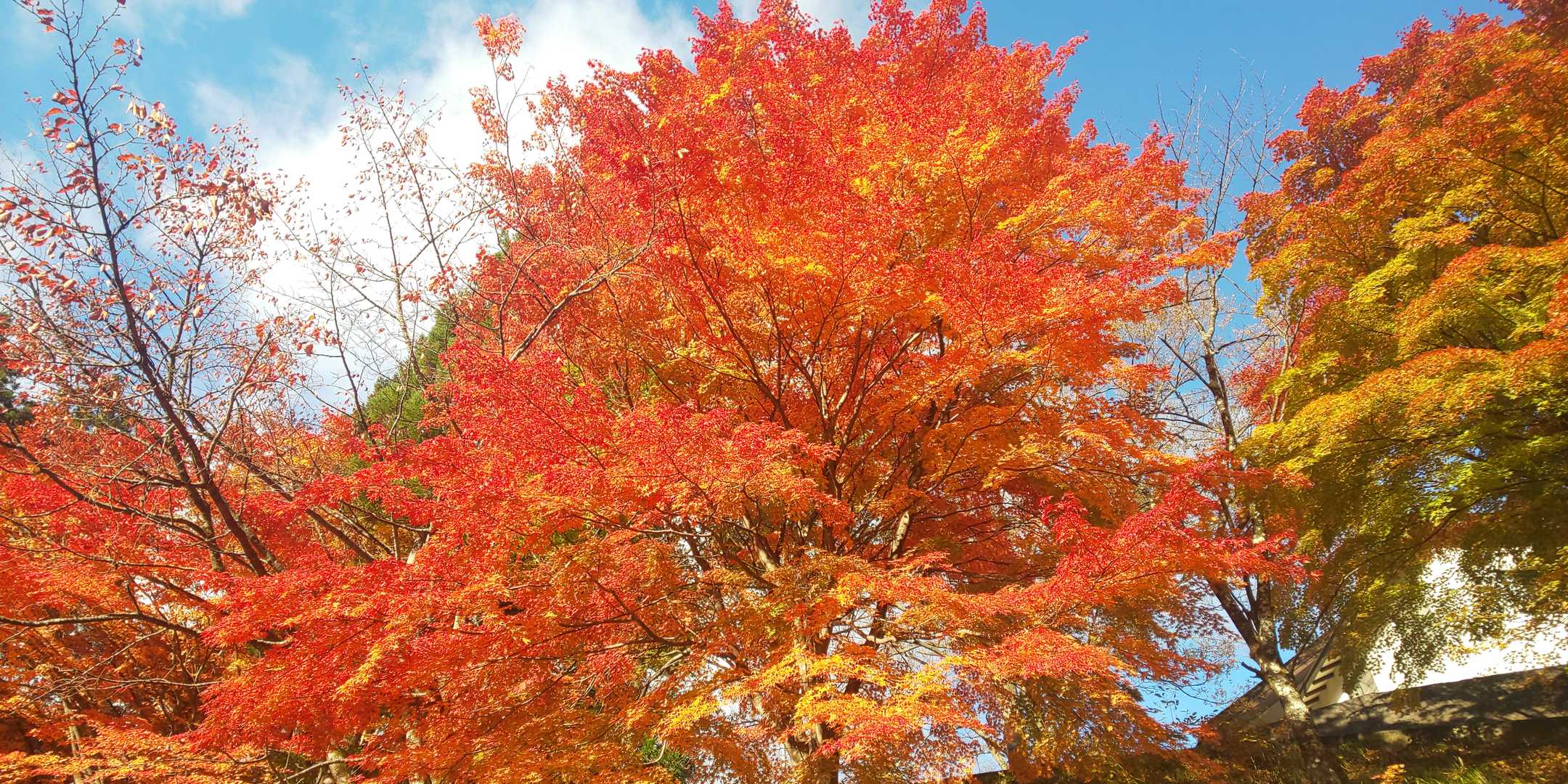 紅葉真っ盛り🍁