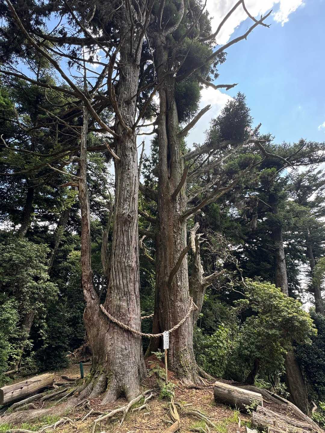 天狗杉