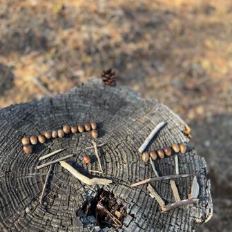 ᙚᵗᵃʳᵗから...
こどもみたいに拾い集めて作った🐿
冠岳art𓈊ˊ˗笑