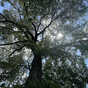 平家一本桜を下から見上げました🌸かなりの巨木です。満開時期はすごいでしょう🌸
ライトアップもされるそうです🔦