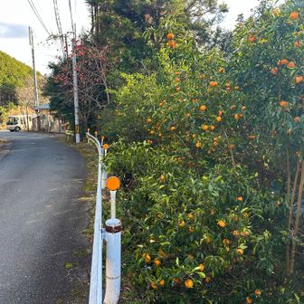 ガードレールの柚子