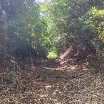 篠口峠です。稜線から最後、この峠に下る道が全くなくて苦労しました。峠に下りてから周囲を探しましたが、登山口を示す赤テープなどは何処にもなく、こちら側から入るのも苦労しそうです。