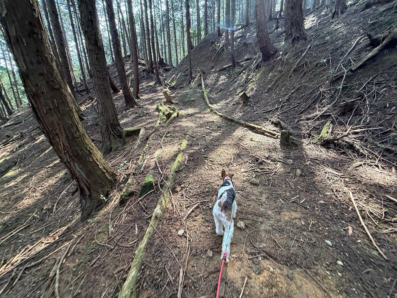 ルンルン　緩やかな坂道