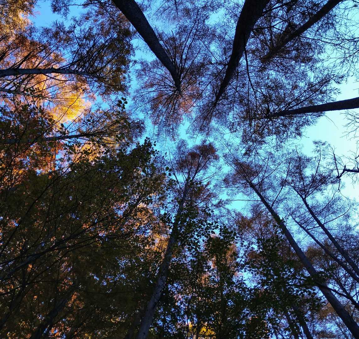 見上げると青空