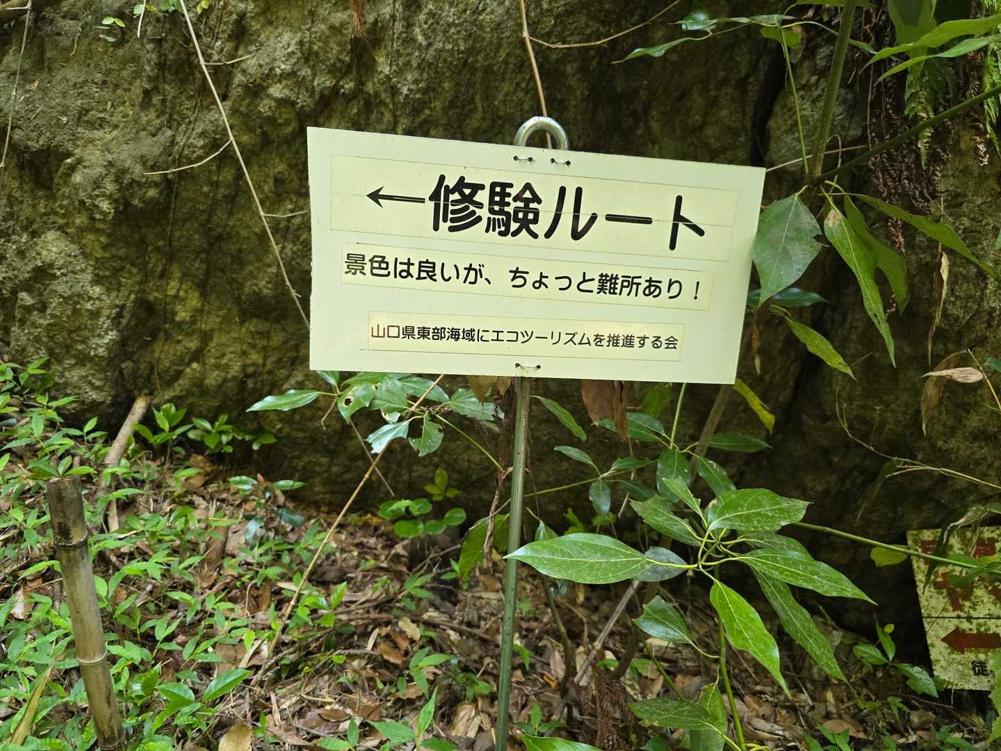 今日は山頂までこの道を選択！