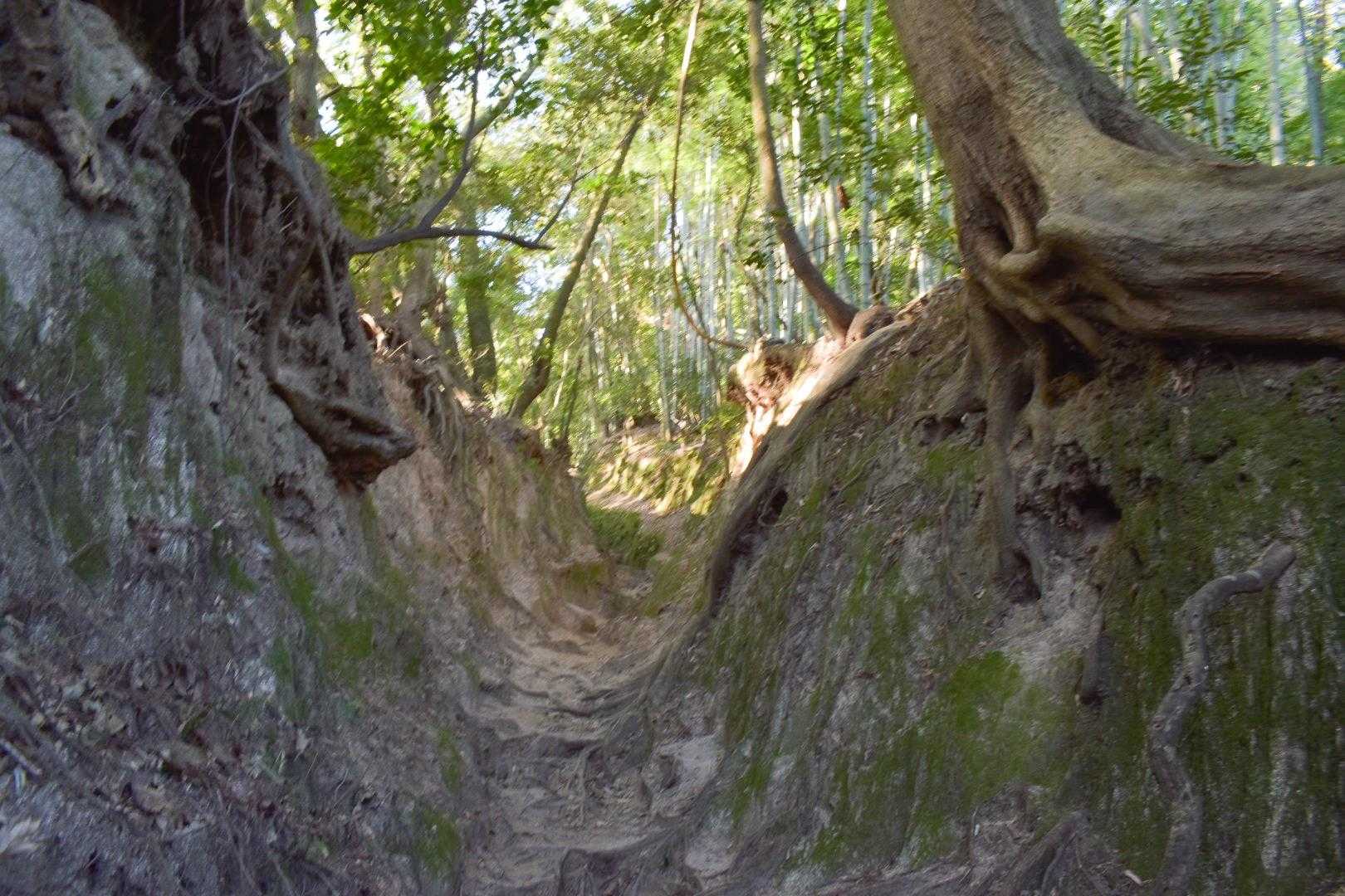 糸島の山の雰囲気。十坊山によく似てる。