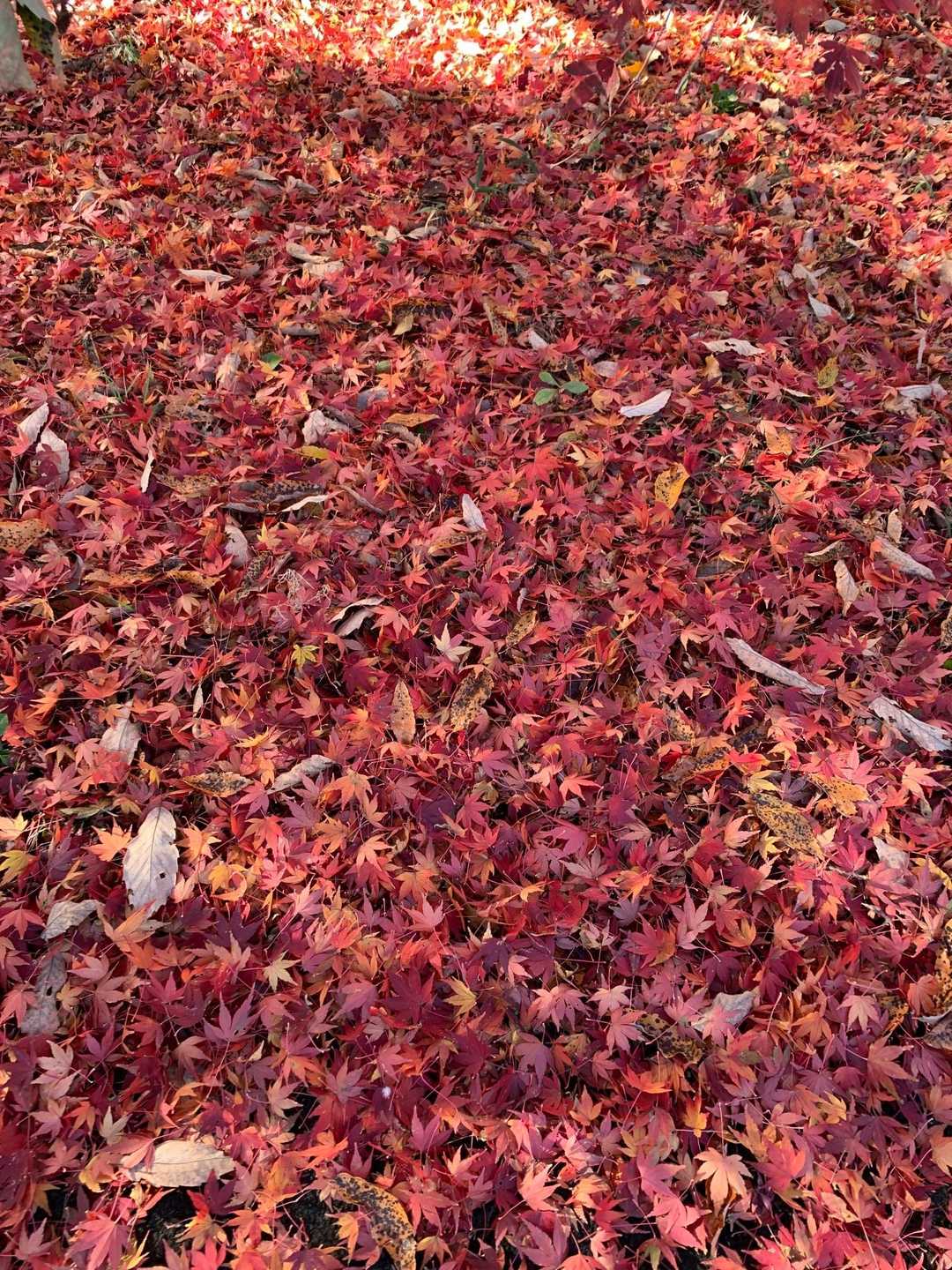 さてと、下山します🚶🏻‍♀️💨
少し　どこから下っていけば良いのか探しました😅

こっちは赤い紅葉🍁の絨毯✨