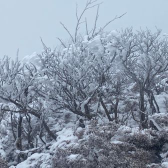 少し霧氷になってました❗️☺️