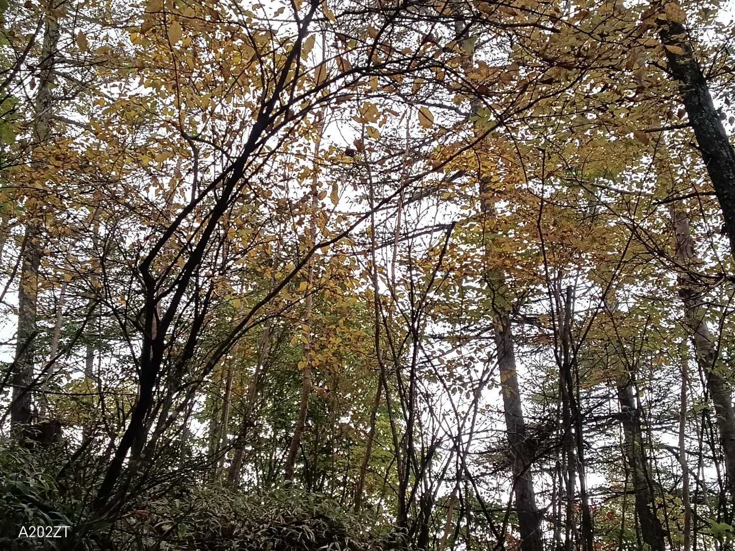 せっかく北関東来たんじゃったら
赤久縄山寄ってきんさい❗️
(何故か広◯弁になってます💧)