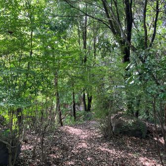 独鈷山⛰️山頂…裏から降りてゆく🏃…蜘蛛の巣🕸️注意⚠️