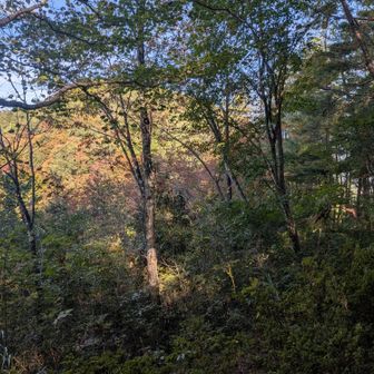 紅葉がはじまっていますね