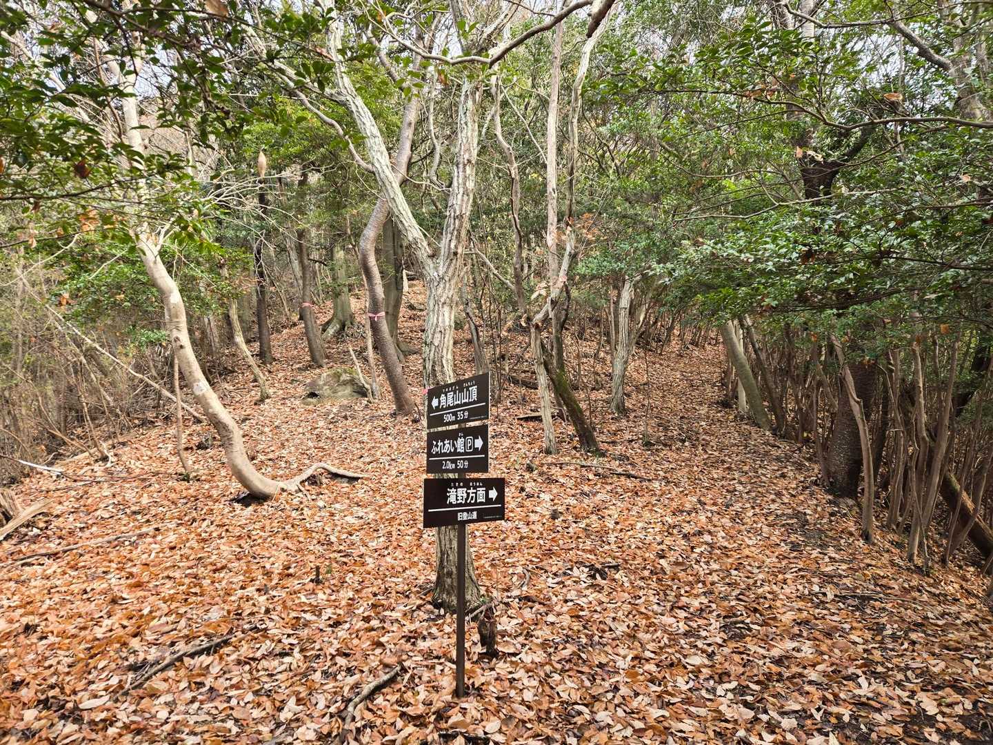 分岐点、今回は左側へ
旧登山道は何処へ行くのか🤔