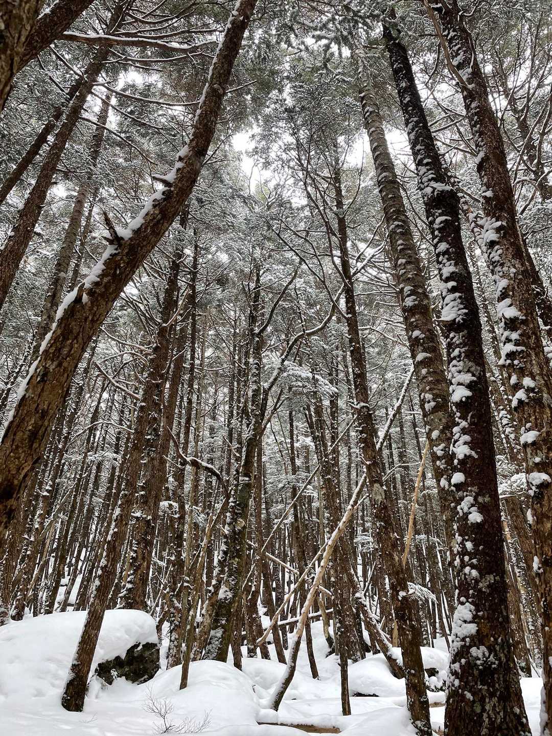 渋の湯バス停-渋ノ湯登山口-中山峠-ニュウ 周回コースの写真