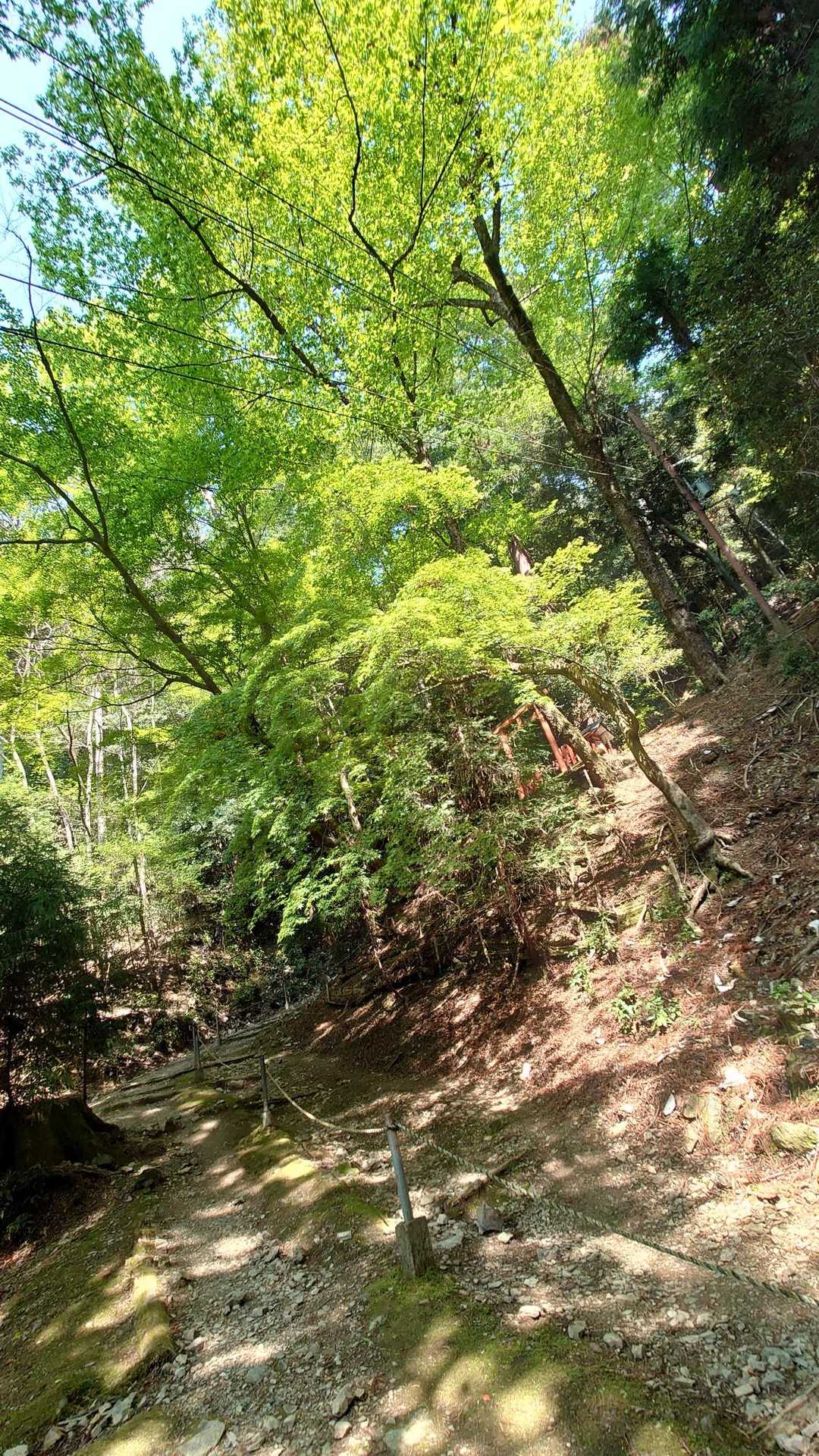 途中に鳥居発見