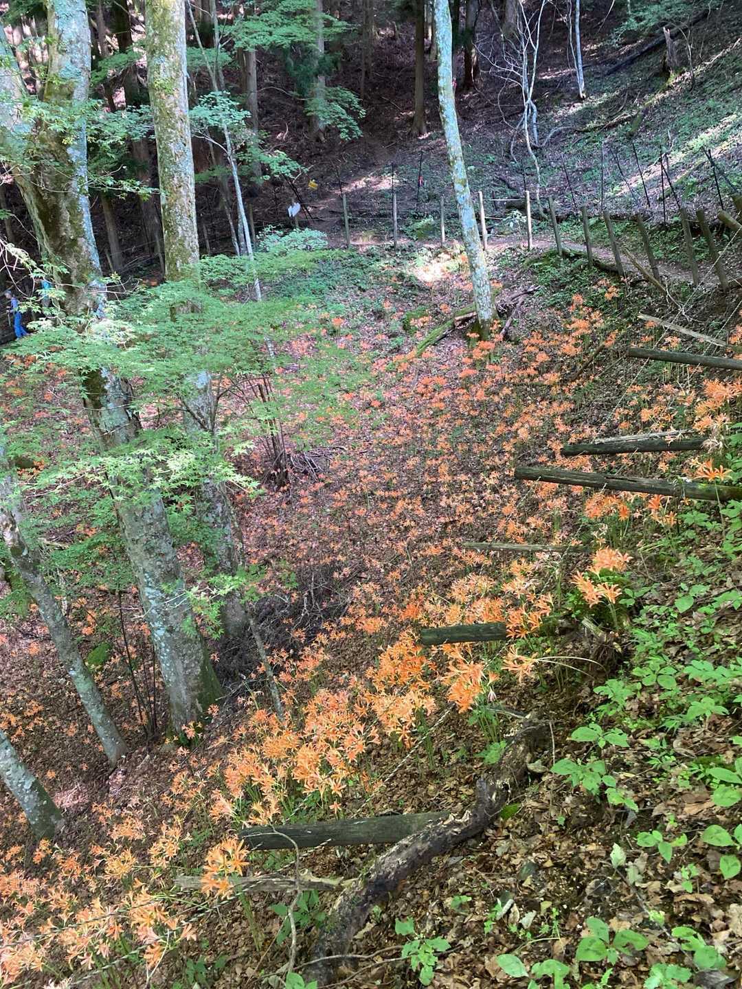 オオキツネノカミソリ・ケヤキの森登山口-大栗山 周回コースの写真