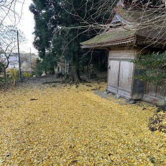 龍崖山を降りたらまたイチョウの絨毯💛
イチョウの葉って一気に散るのね。