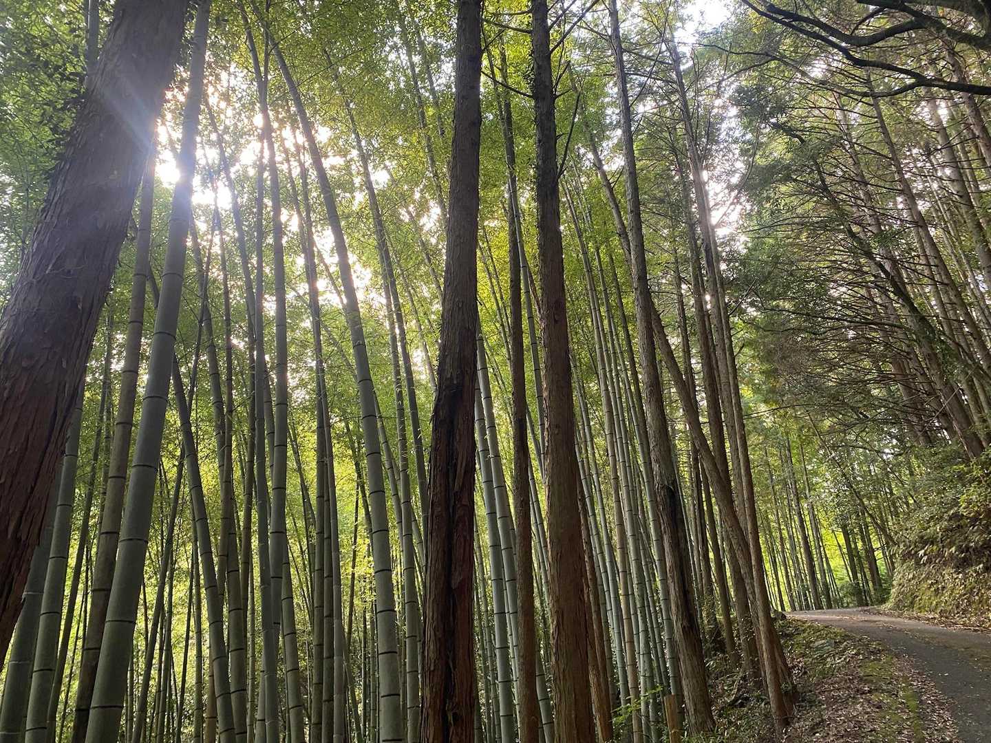 みんな嫌いな登山口までのアスファルト。
地味に傾斜がキツい。
