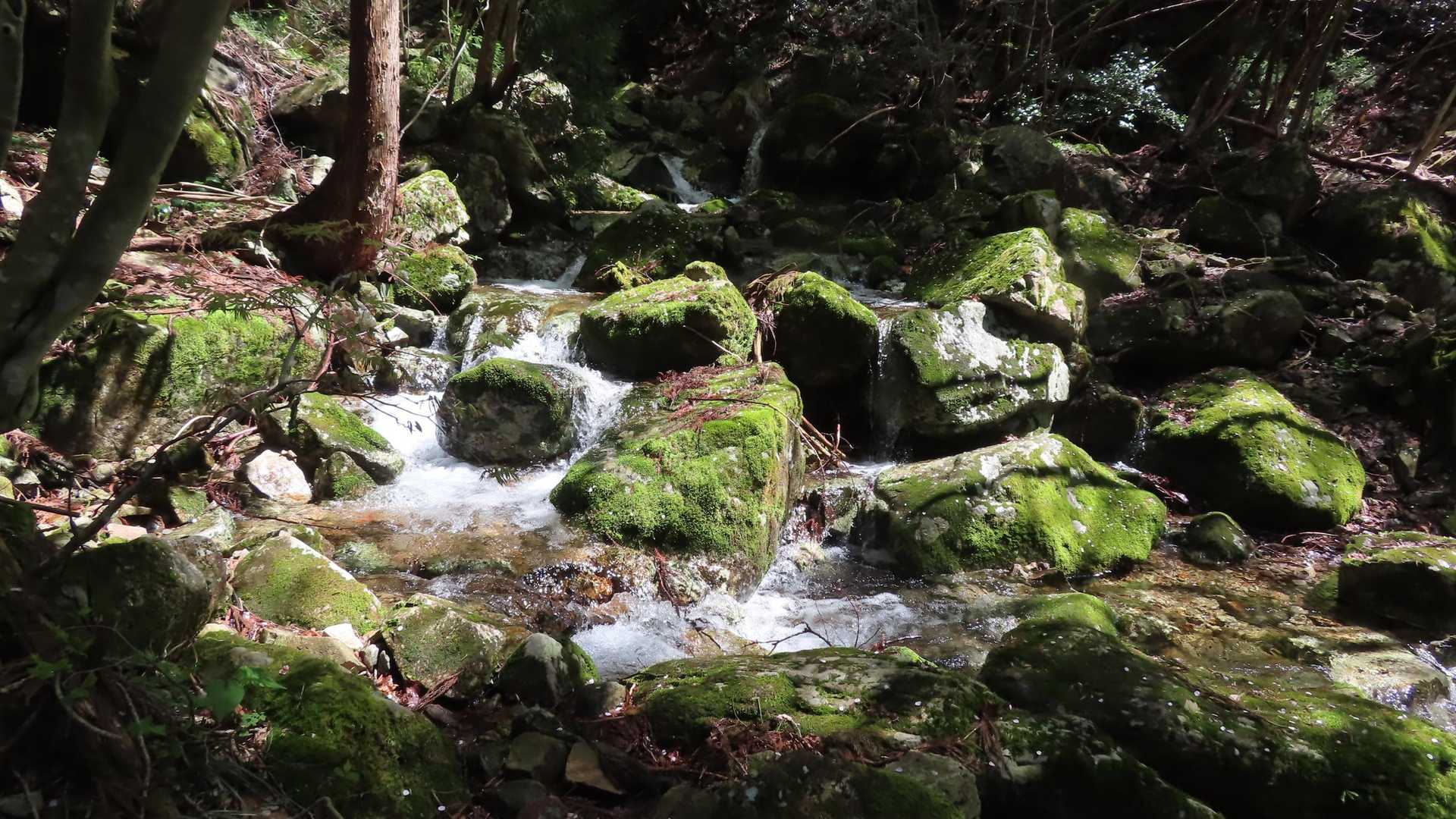 沢沿いに登ります