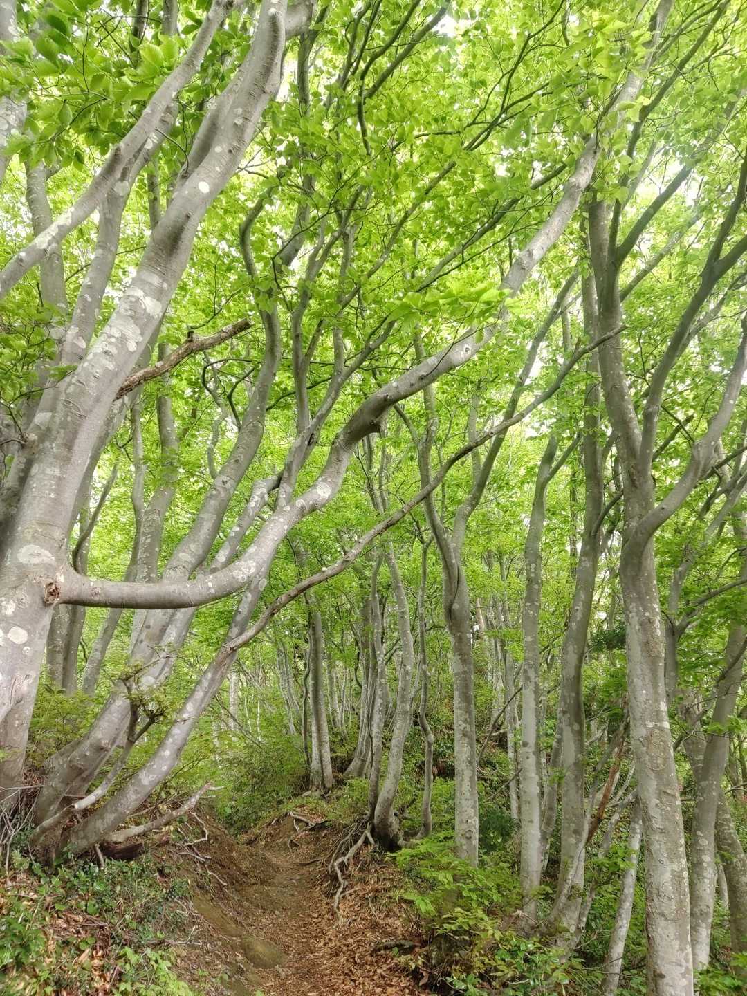 ブナ林の新緑癒されます🌿