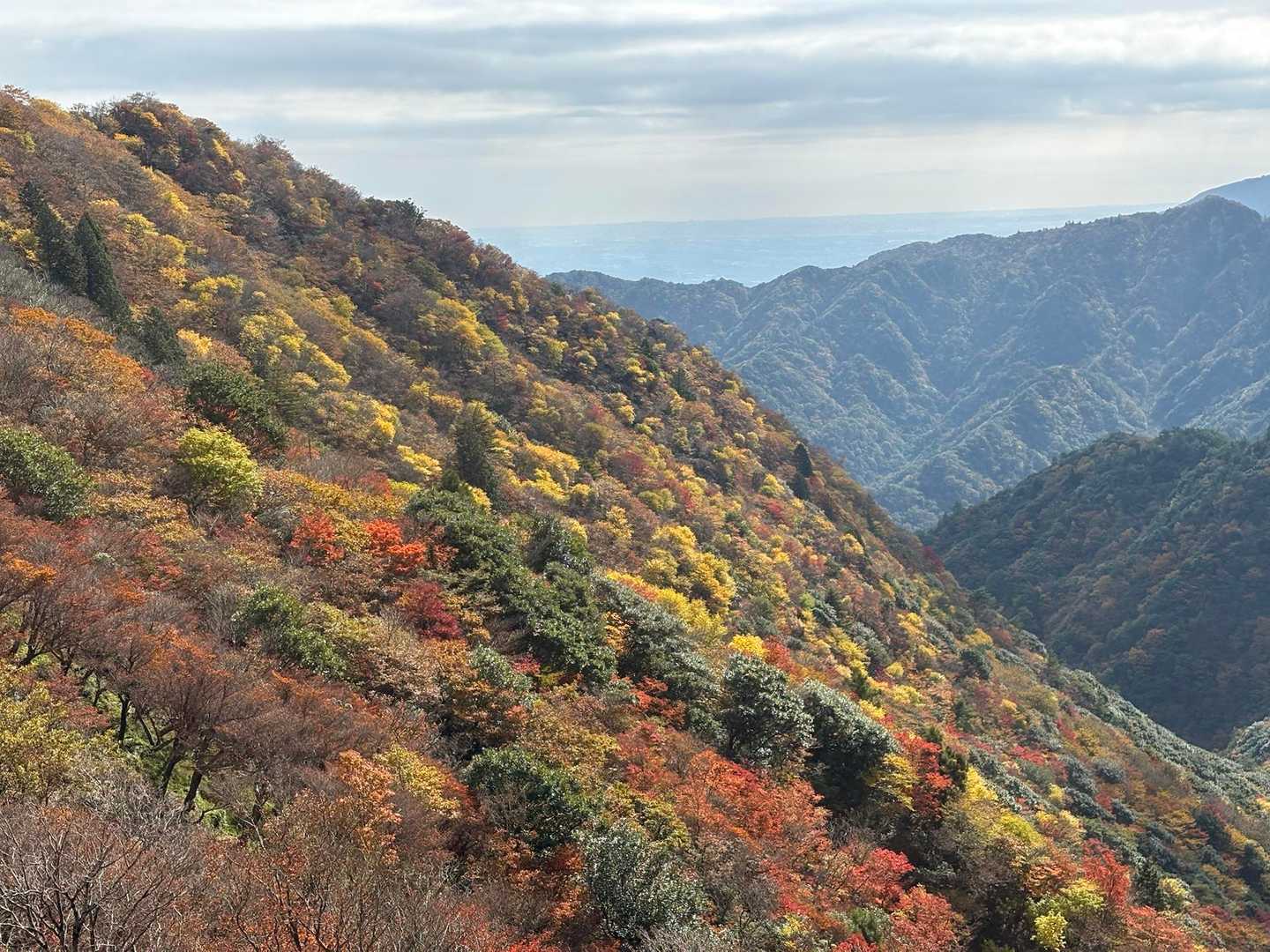 赤に黄色、紅葉ならでは
