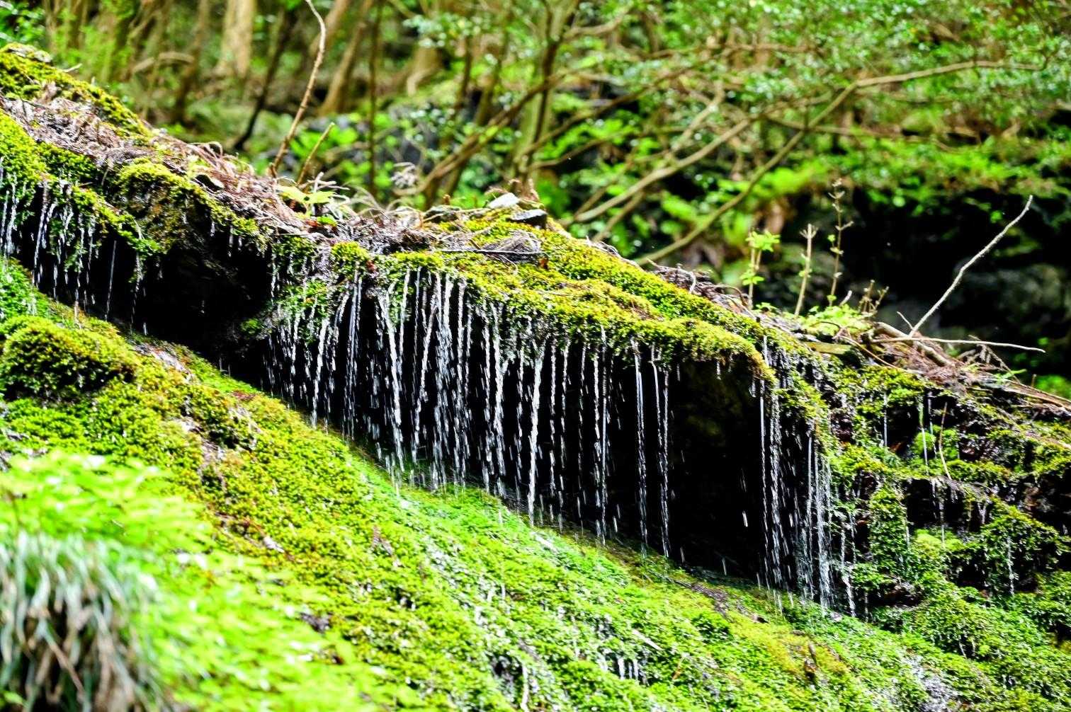 前日が雨だったので、水量多め