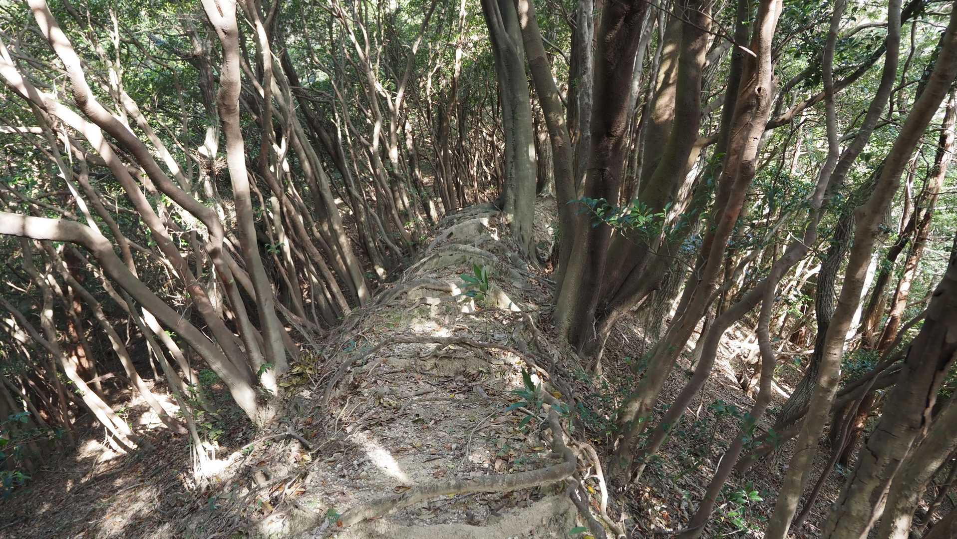 登り切ってご褒美の痩せ尾根🤣