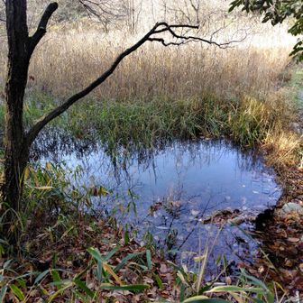 下山後気づく
井堀下池の一部？
見方によっては💙