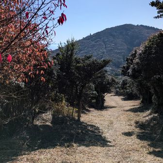 草は刈ってあるけど、踏み固められてはおらず、ふわふわの道を進んでみます
進んだ先には、ピークっぽいところはあったけど、道標や山頂らしき標識はなし
孫岳の次だから、ひ孫岳にしとこうかねーと話しながら、ツームシ山方面に戻ります