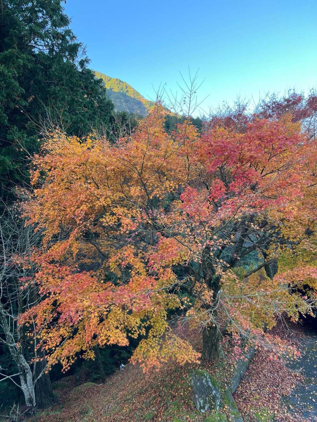 駐車場🅿️の紅葉🍁がきれい