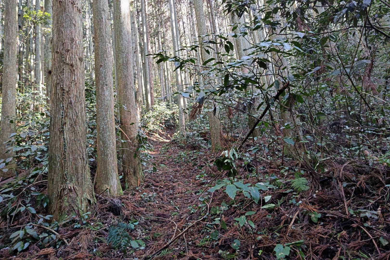 金峰山 往復コースの写真