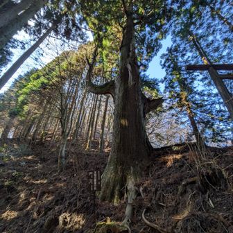 天狗の腰掛け杉